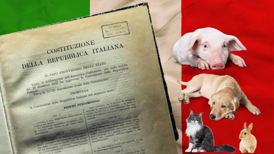 animali in costituzione 197386285_1142691619549520_3077802287289160318_n